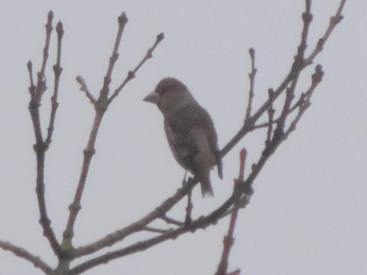 Костогриз - ML647117309