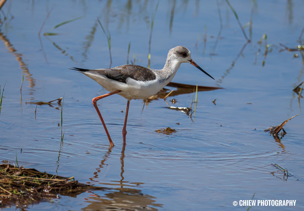 Black-winged Stilt - ML647117341