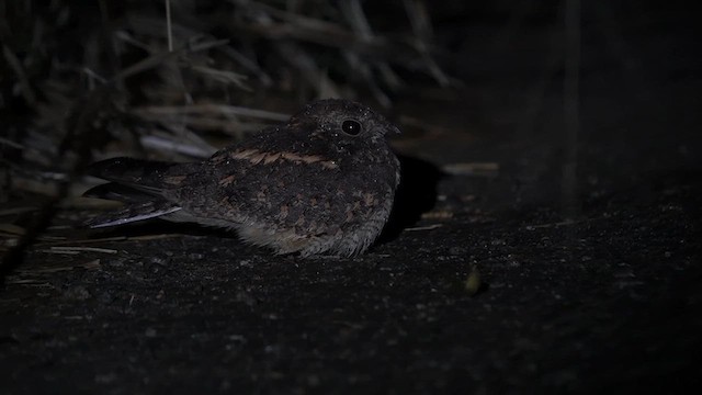 Savanna Nightjar - ML647117342