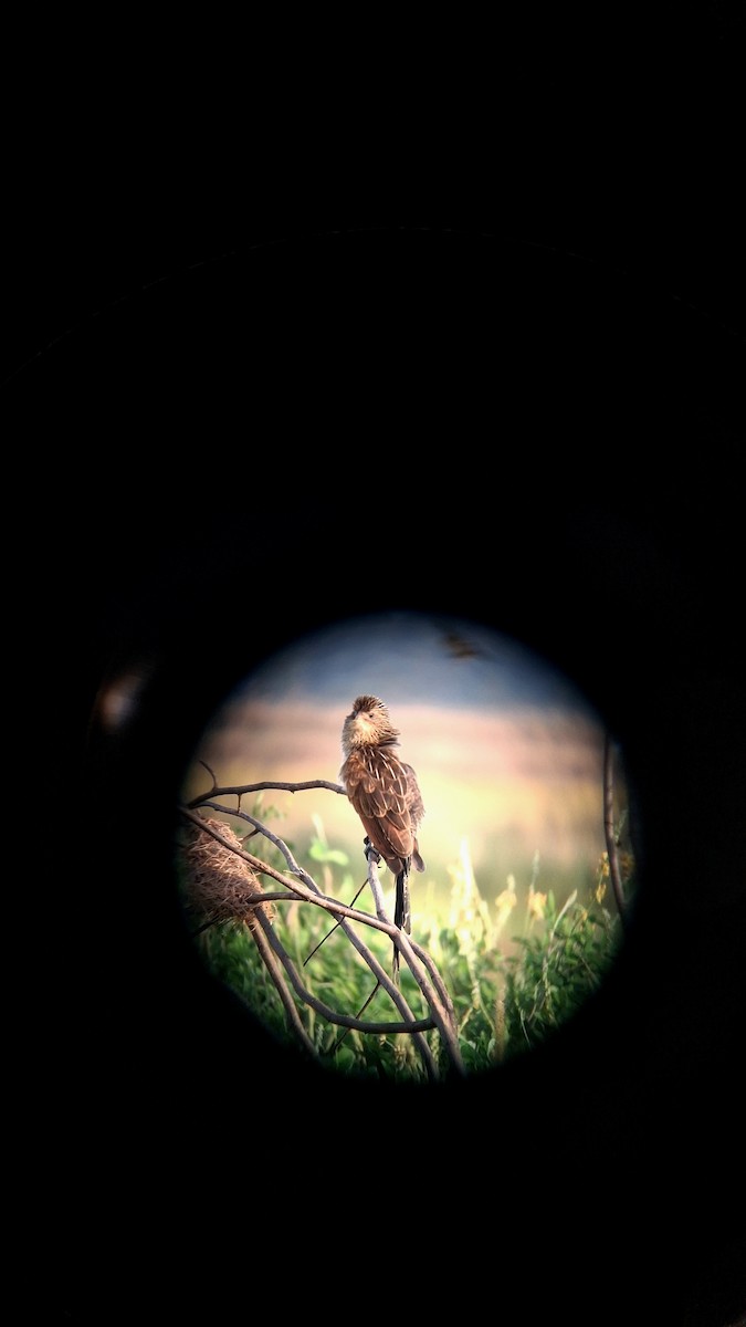 Lesser Coucal - ML647117346