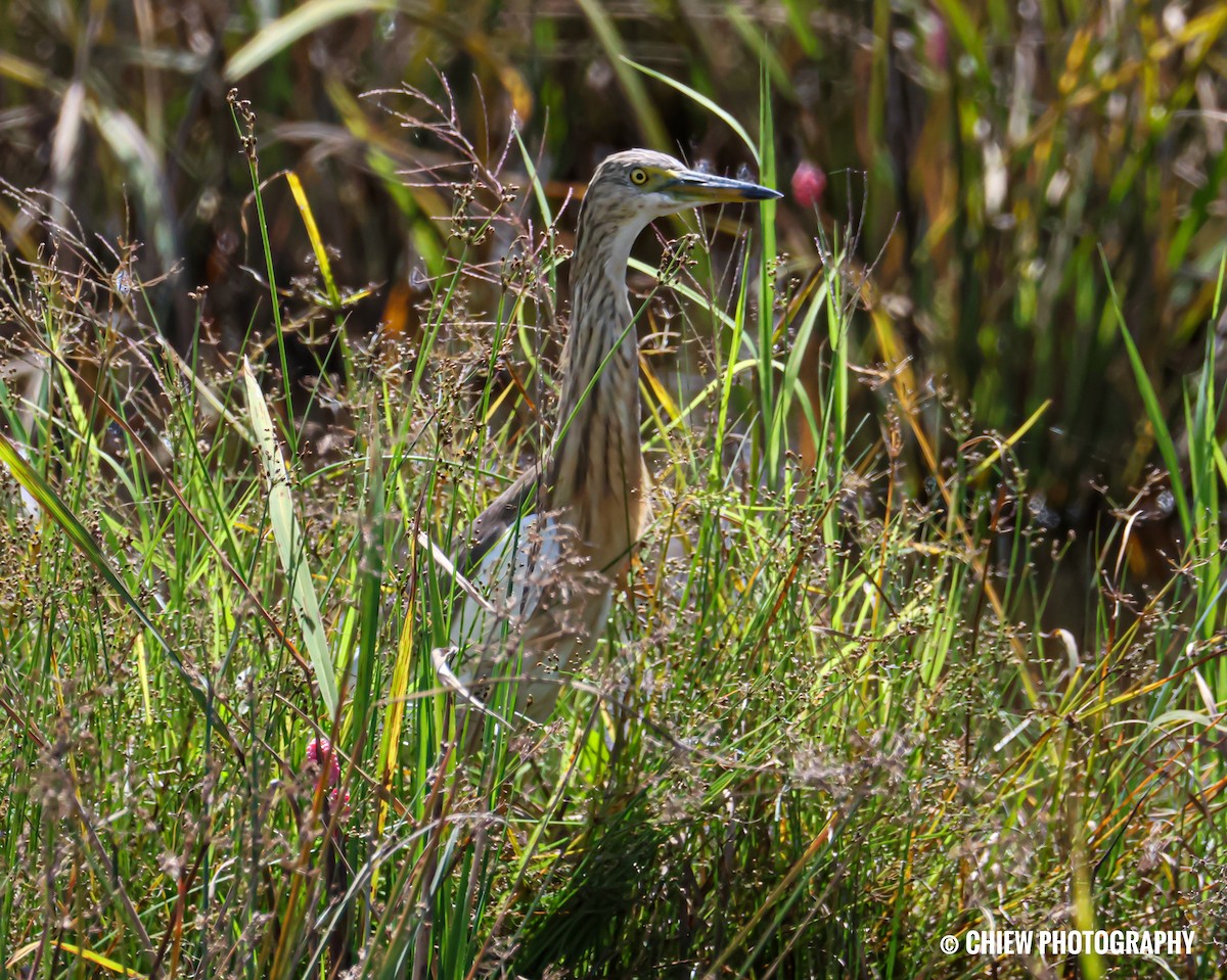 Javan Pond-Heron - ML647117350