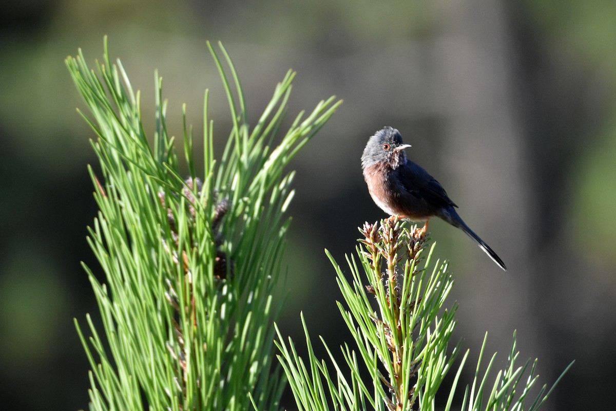 Funda Ötleğeni - ML647117361