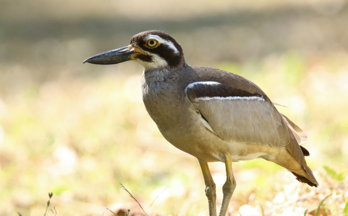 Beach Thick-knee - ML647117377