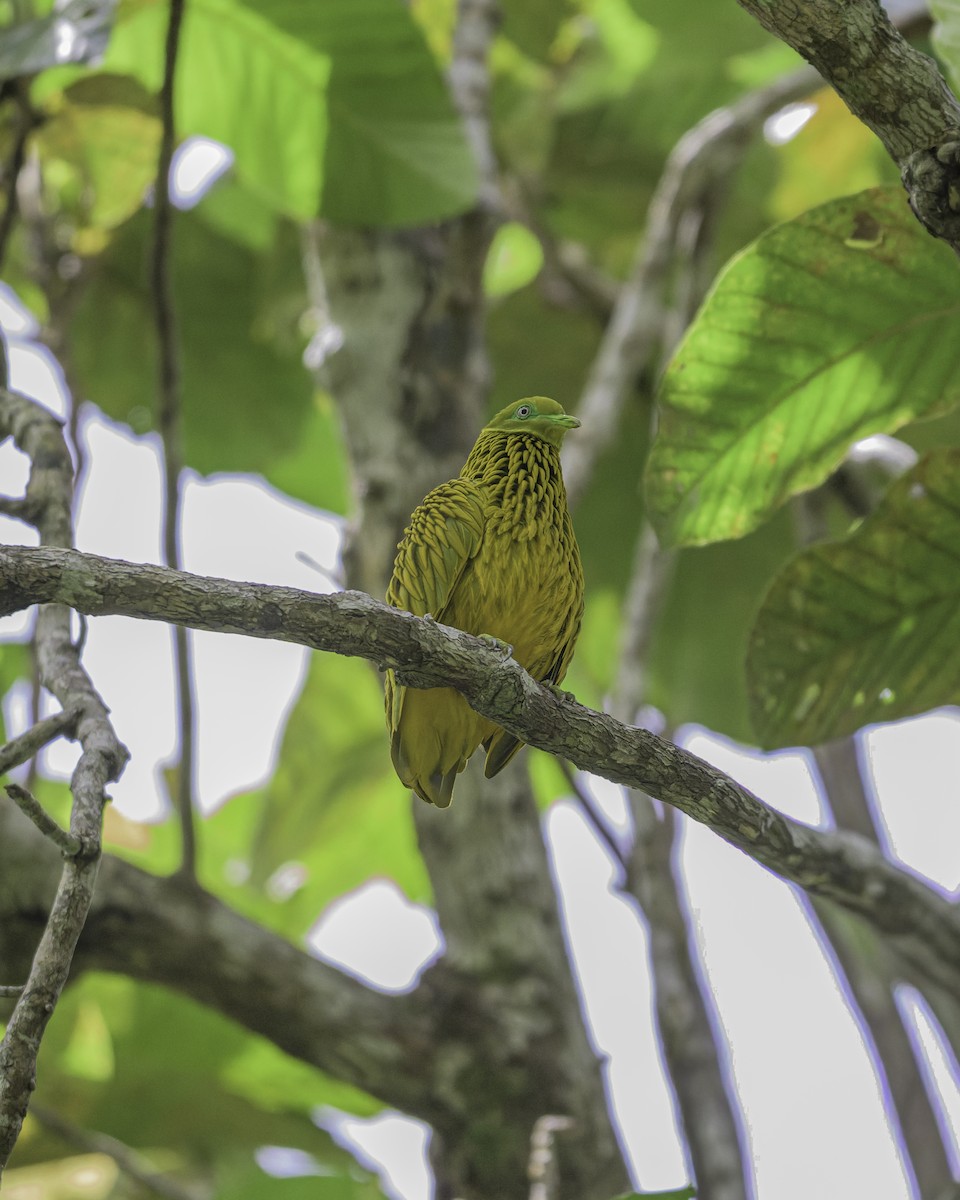 holub zlatý - ML647117378