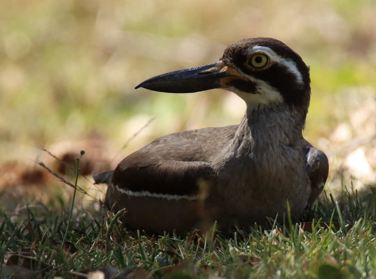 Beach Thick-knee - ML647117379