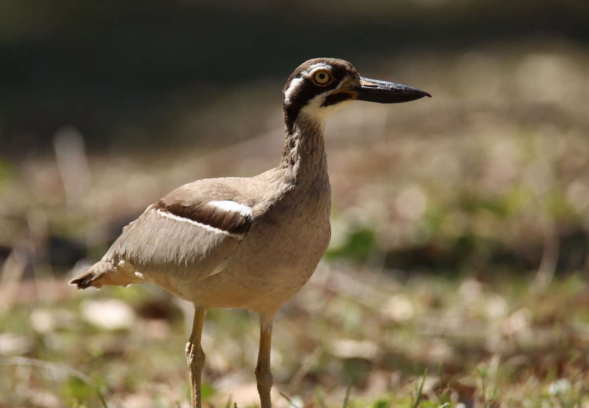 Beach Thick-knee - ML647117380