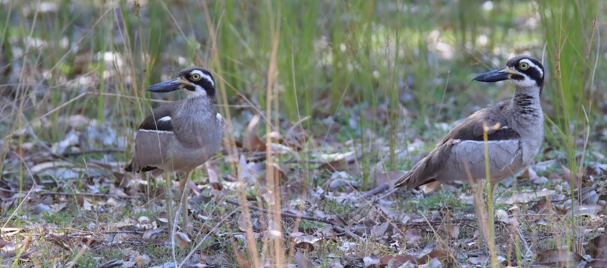 Beach Thick-knee - ML647117382