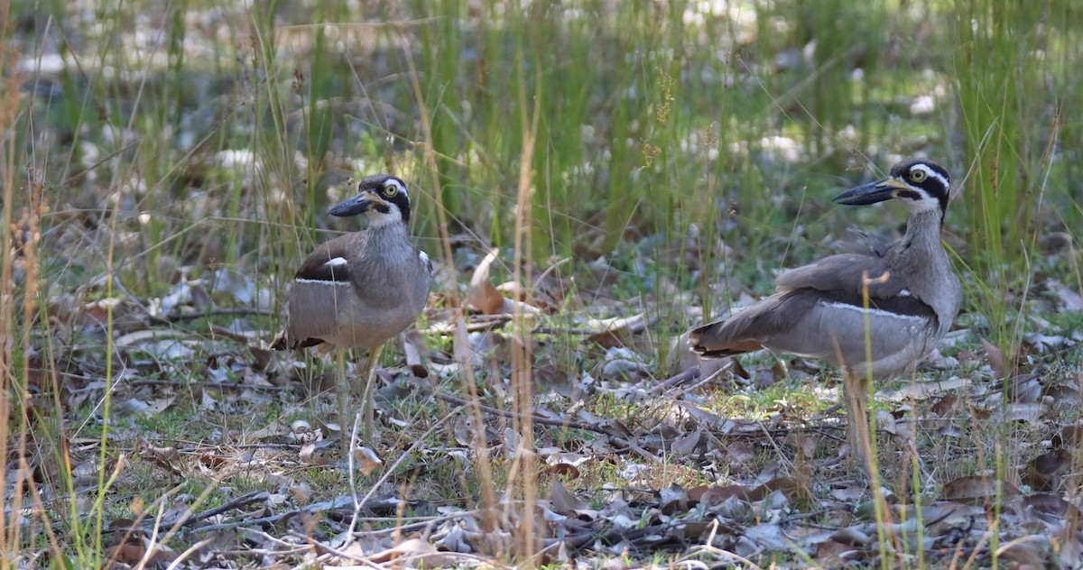 Beach Thick-knee - ML647117383