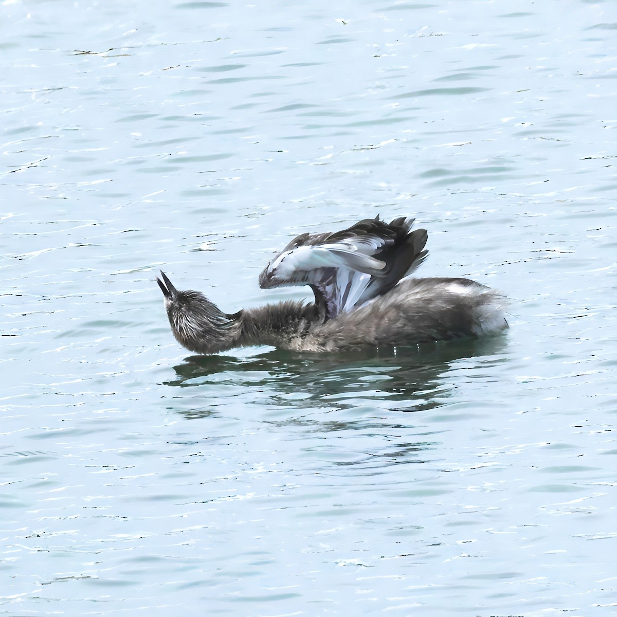 Zampullín Canoso - ML647117386