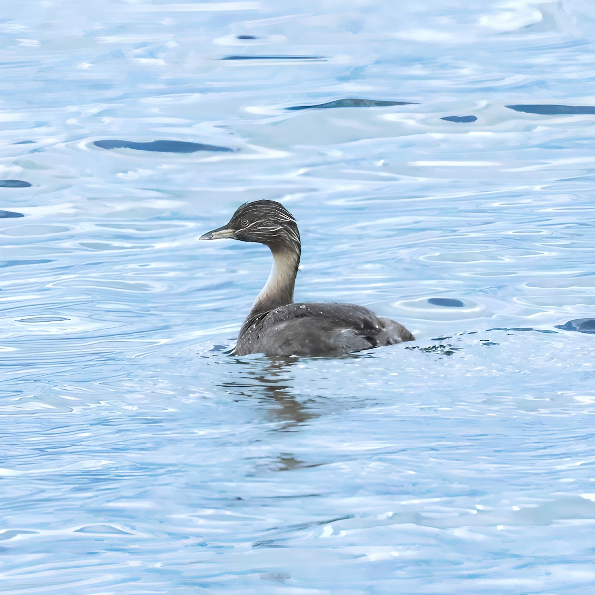 Zampullín Canoso - ML647117387