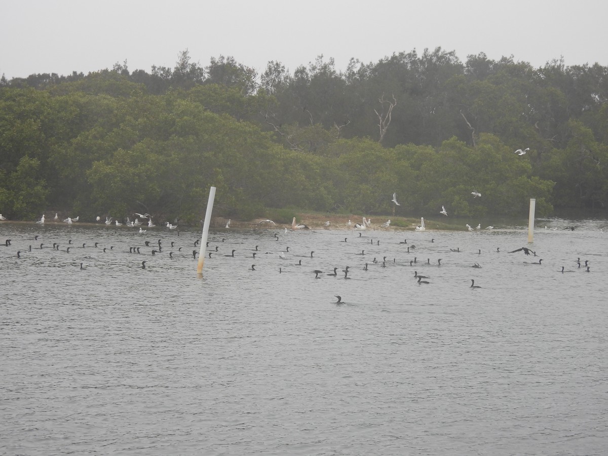 kormorán australský - ML647117388