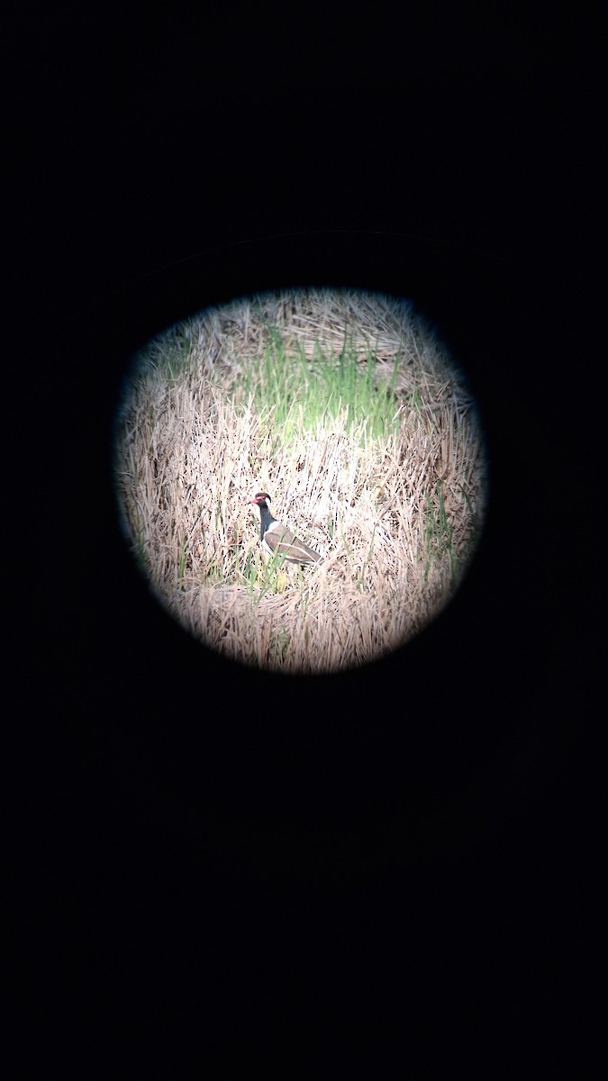 Red-wattled Lapwing - ML647117390