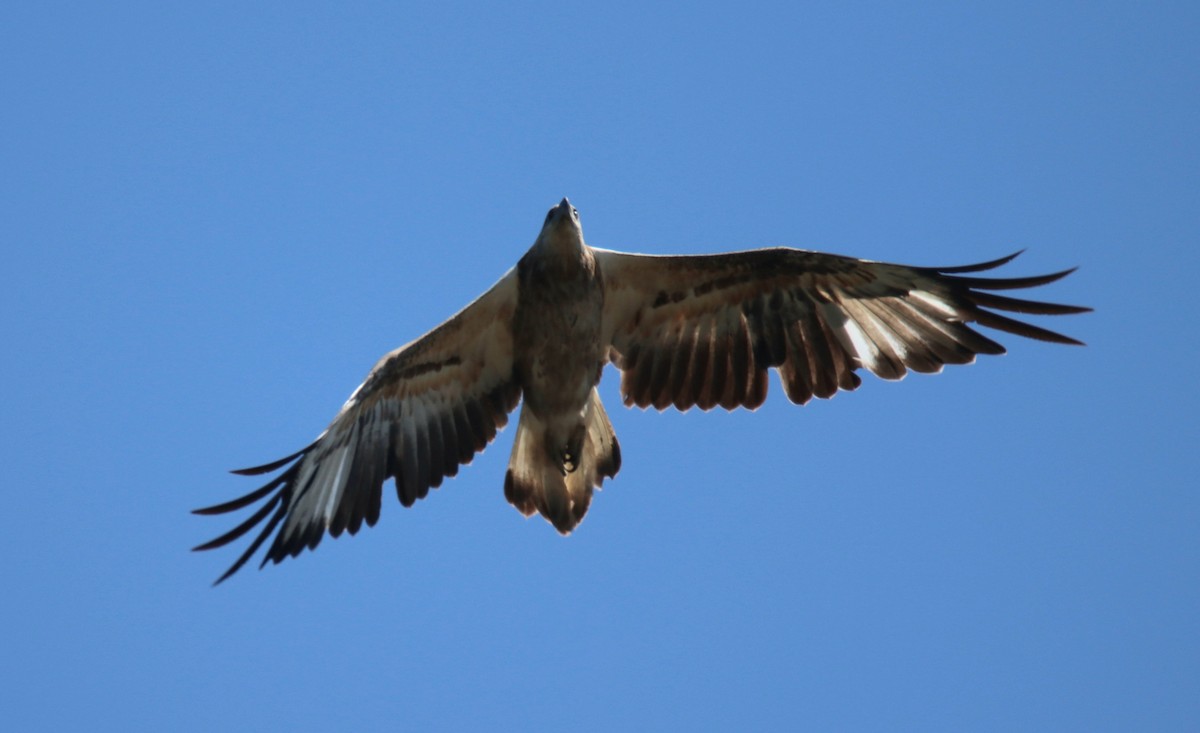 hvitbukhavørn - ML647117391