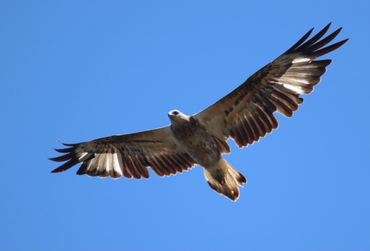 hvitbukhavørn - ML647117392