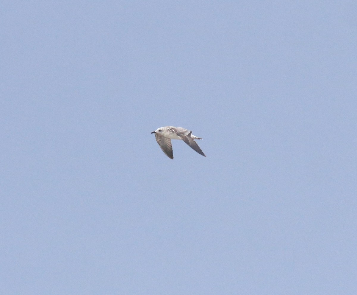 Kaio iluna - ML647117399