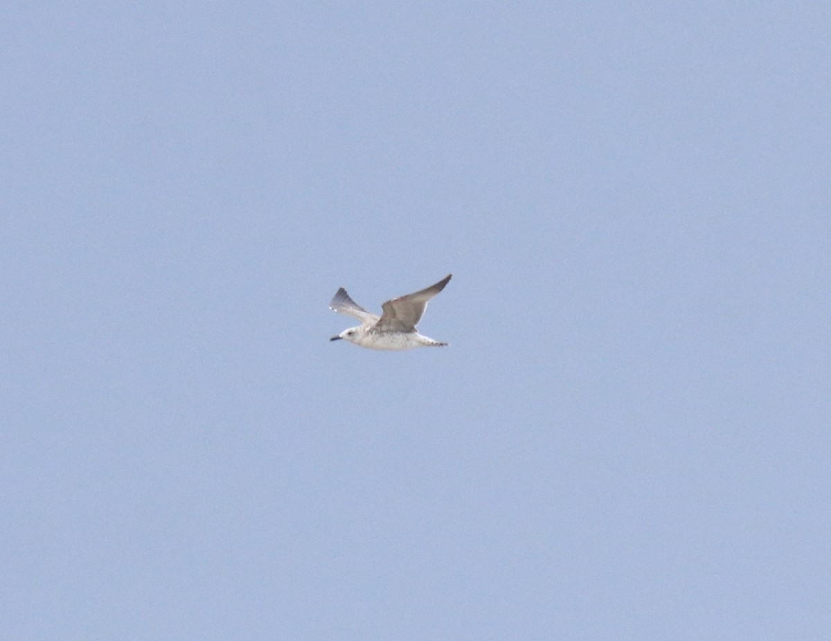 Kaio iluna - ML647117400