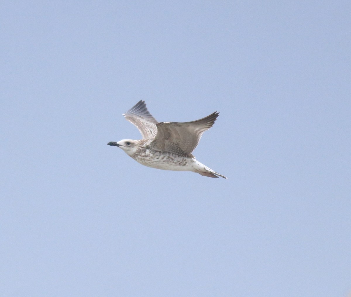 Kaio iluna - ML647117403