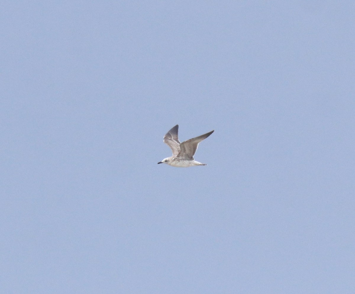 Kaio iluna - ML647117404