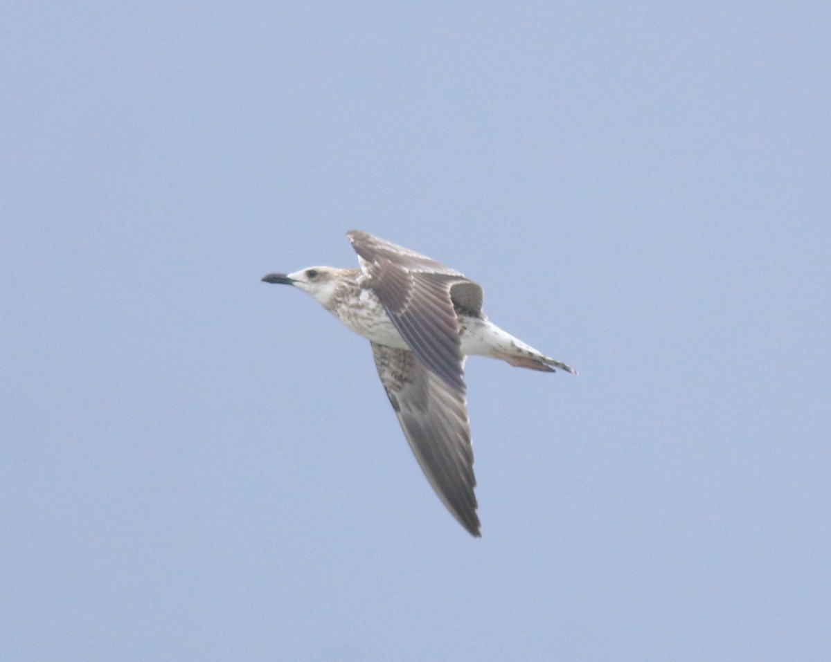 Kaio iluna - ML647117405