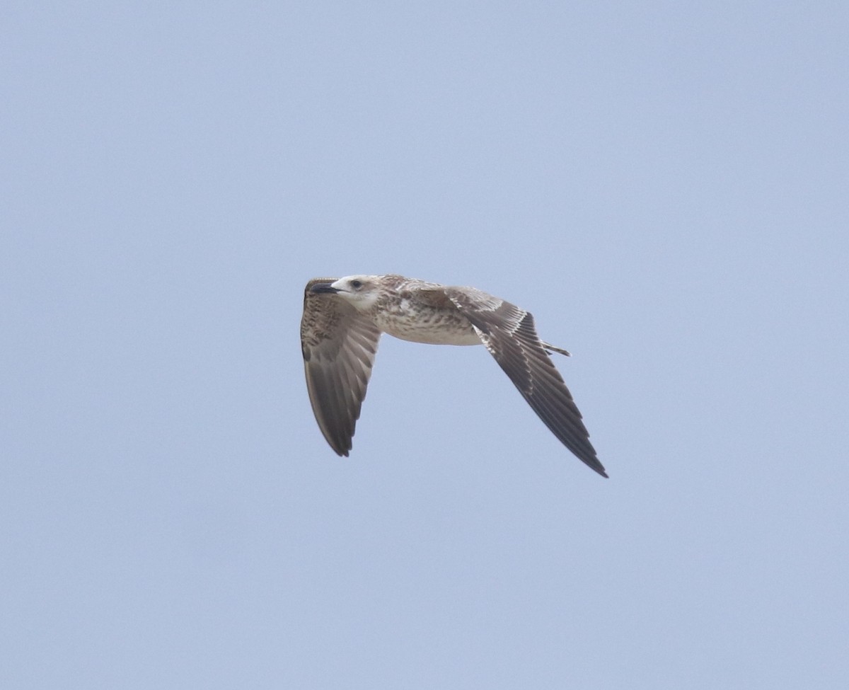 Kaio iluna - ML647117406