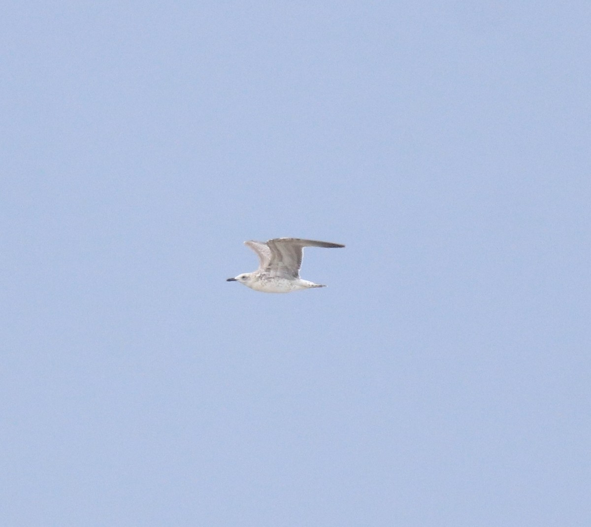 Kaio iluna - ML647117407