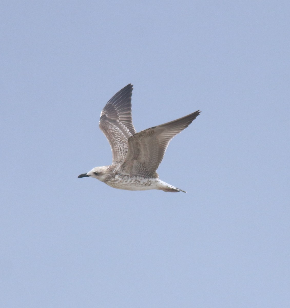 Kaio iluna - ML647117408