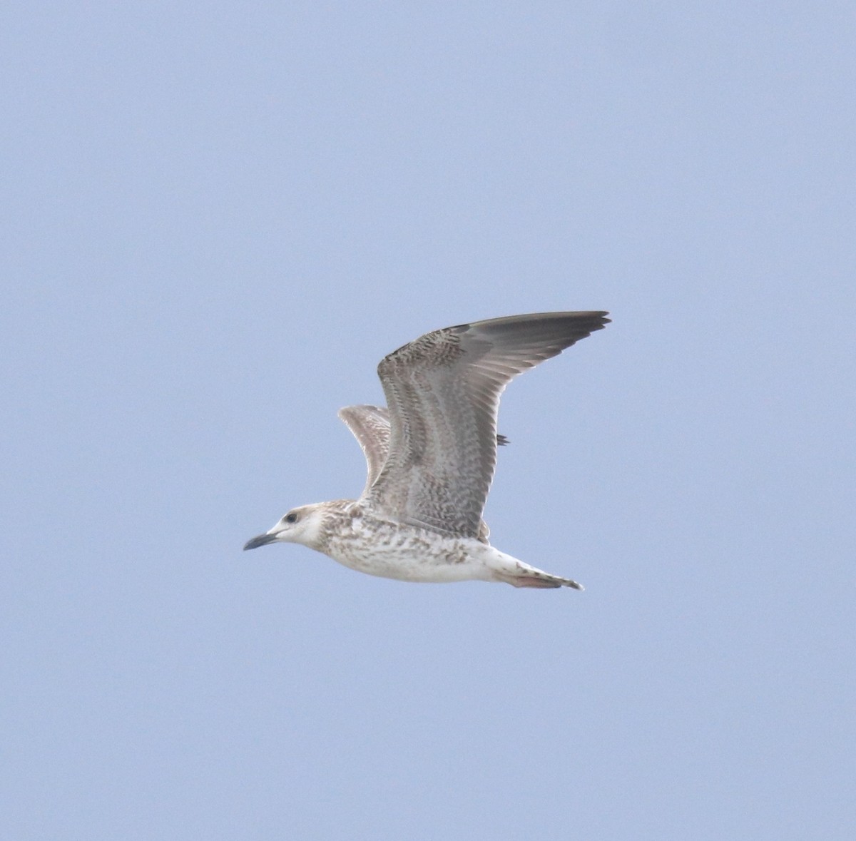 Kaio iluna - ML647117409