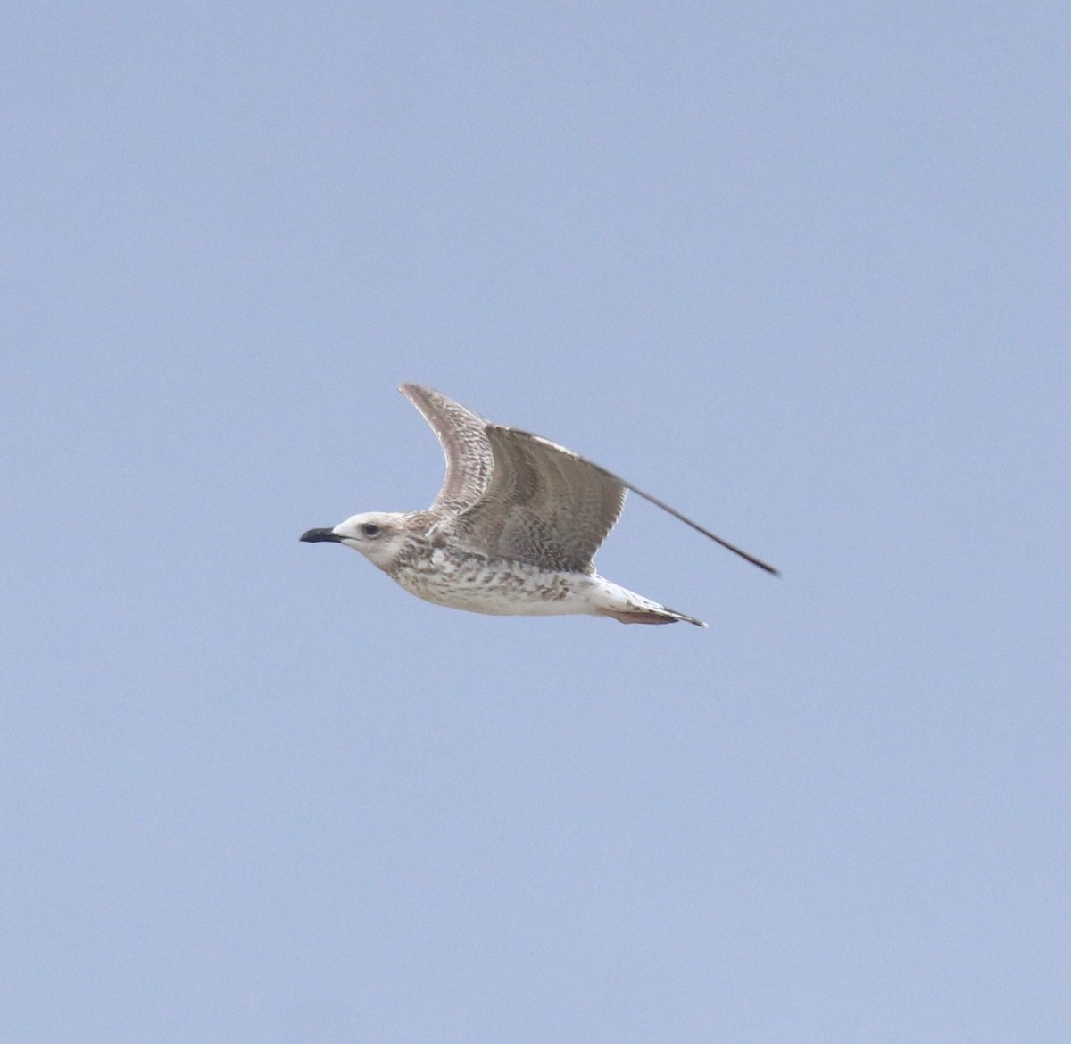 Kaio iluna - ML647117411