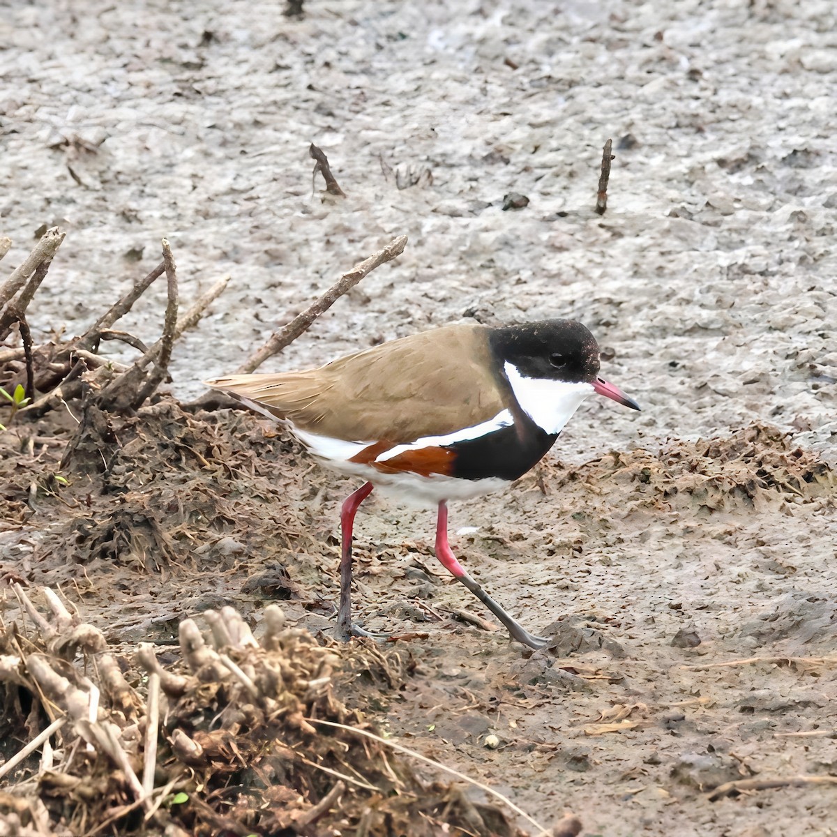Red-kneed Dotterel - ML647117415