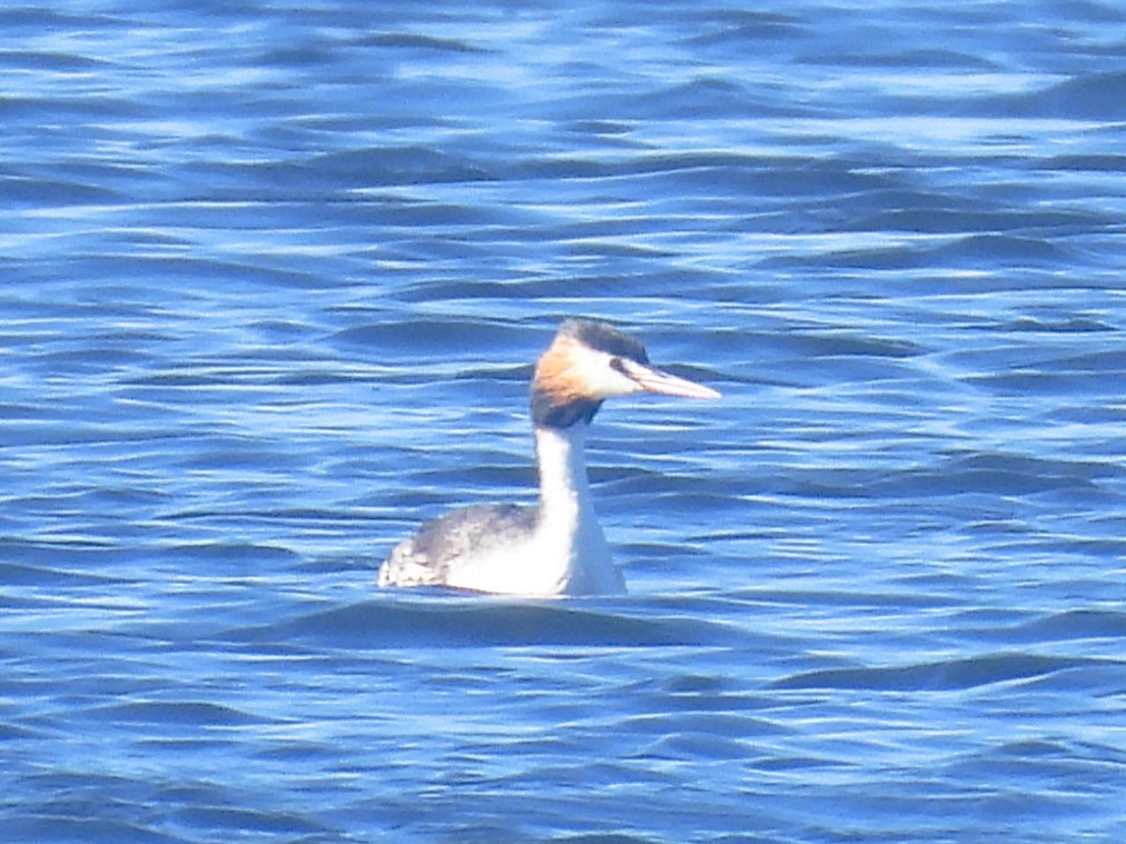 Murgil mottoduna - ML647117416