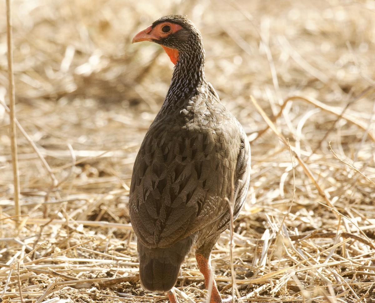 Red-necked Spurfowl - ML647117417