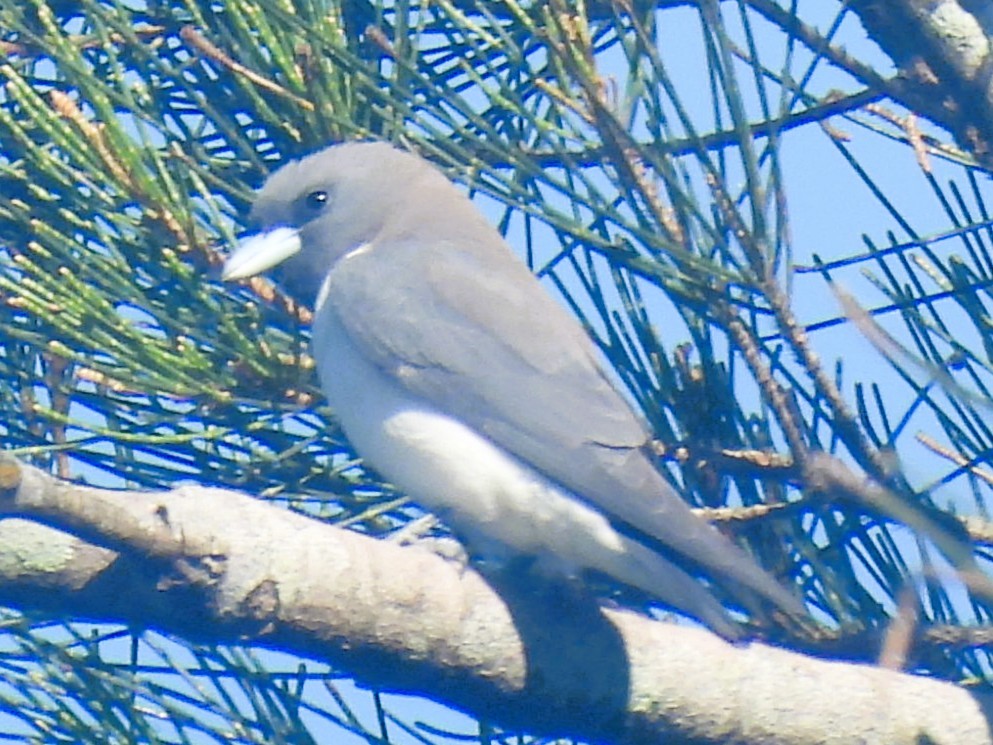 White-breasted Woodswallow - ML647117418