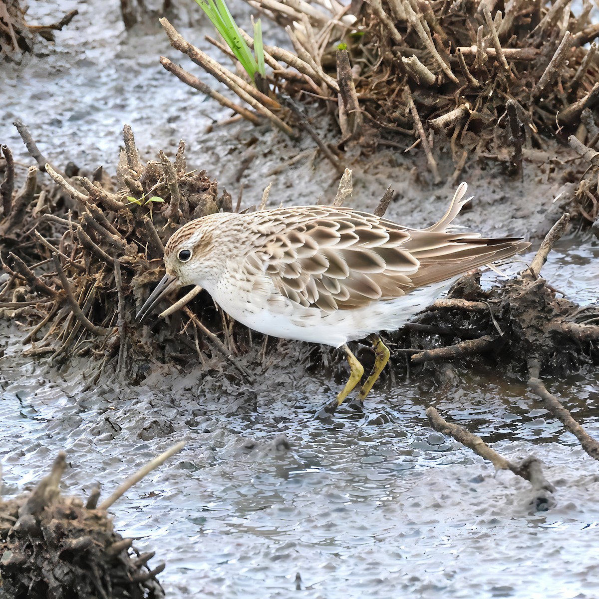 Txirri buztanzorrotza - ML647117419