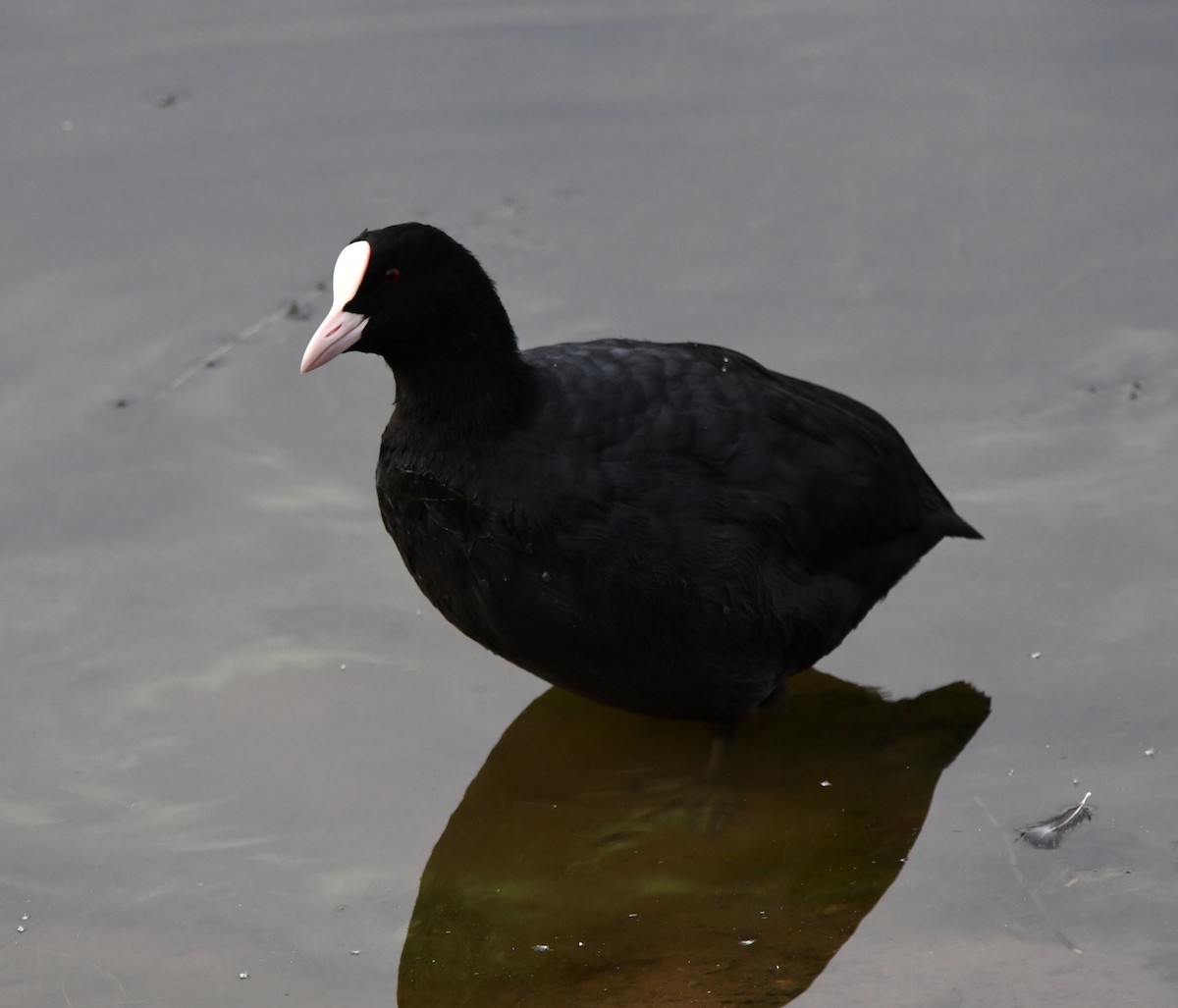 Kopetazuri arrunta - ML647117420