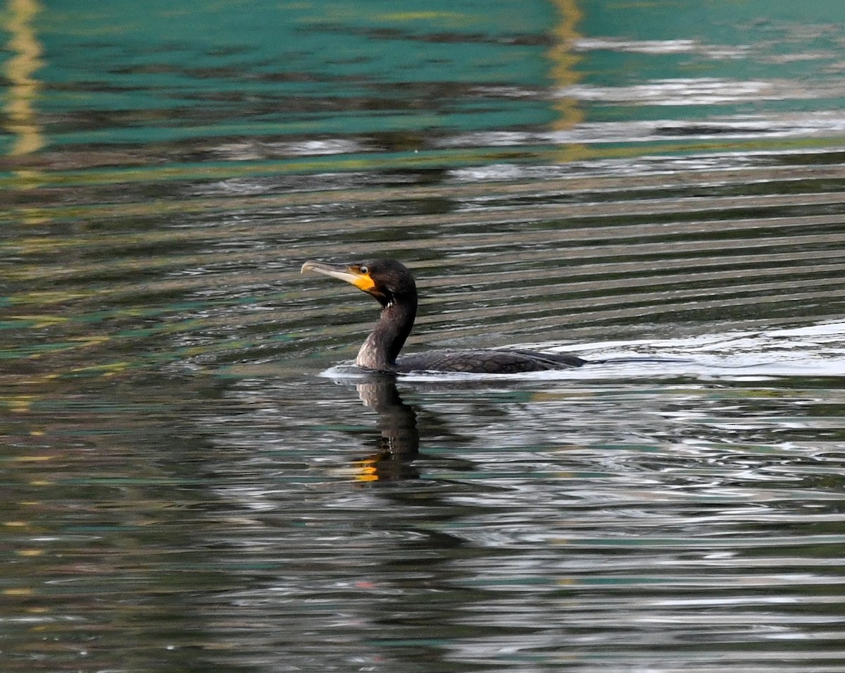 Cormorán Grande - ML647117421
