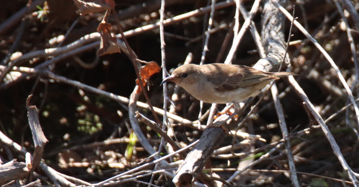 Scarlet Myzomela - ML647117422