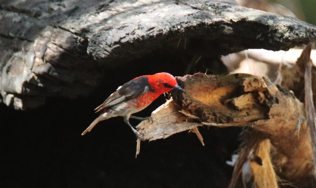 Scarlet Myzomela - ML647117423