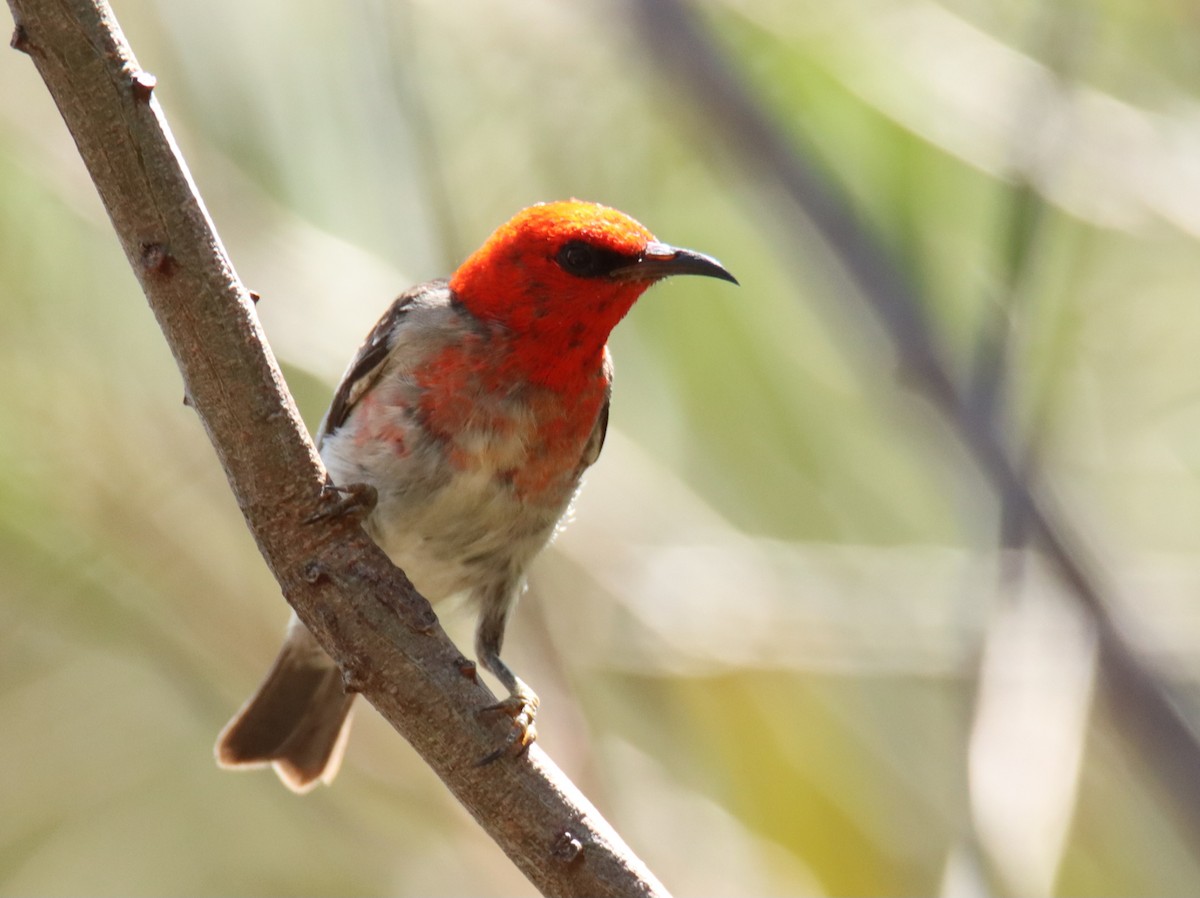 Scarlet Myzomela - ML647117424