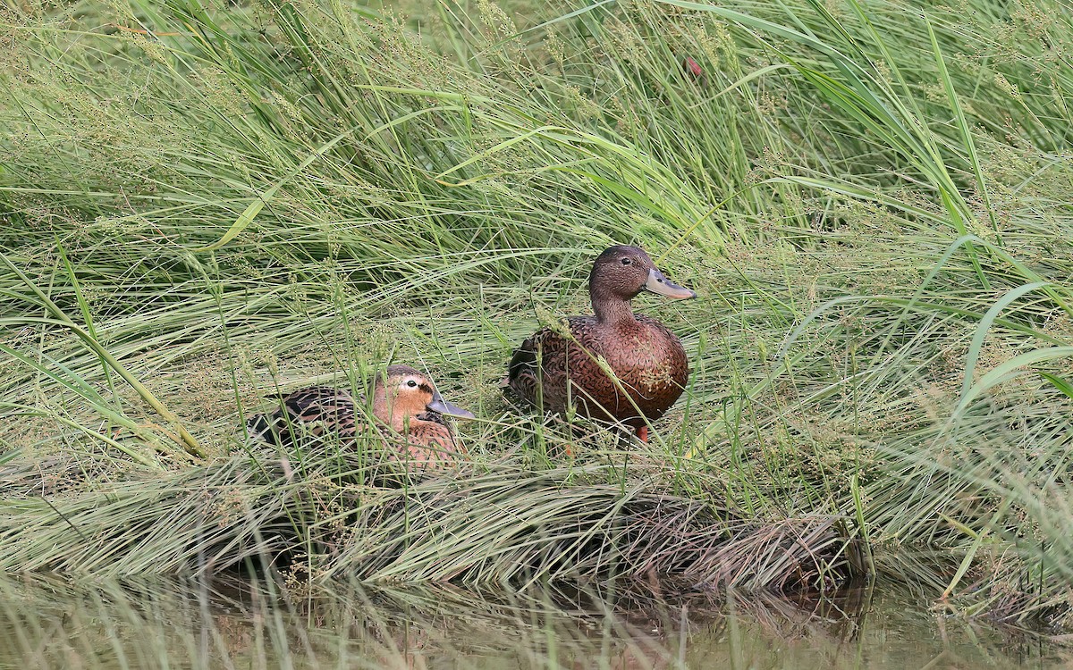 Ahate hawaiiarra - ML647117426