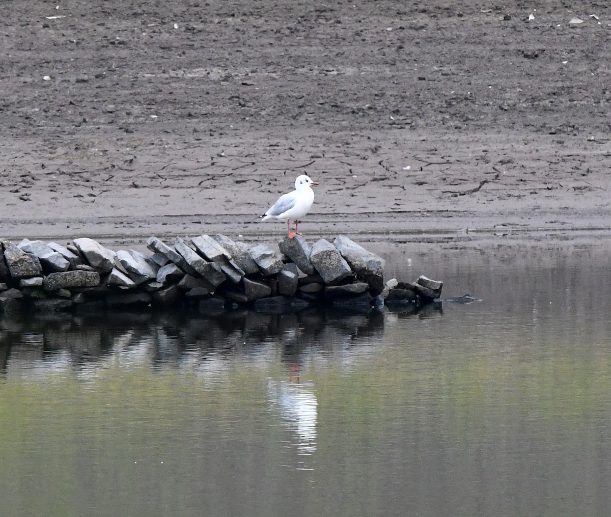 Antxeta mokogorria - ML647117429