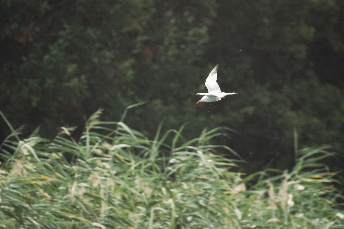 Common Tern - ML647117440