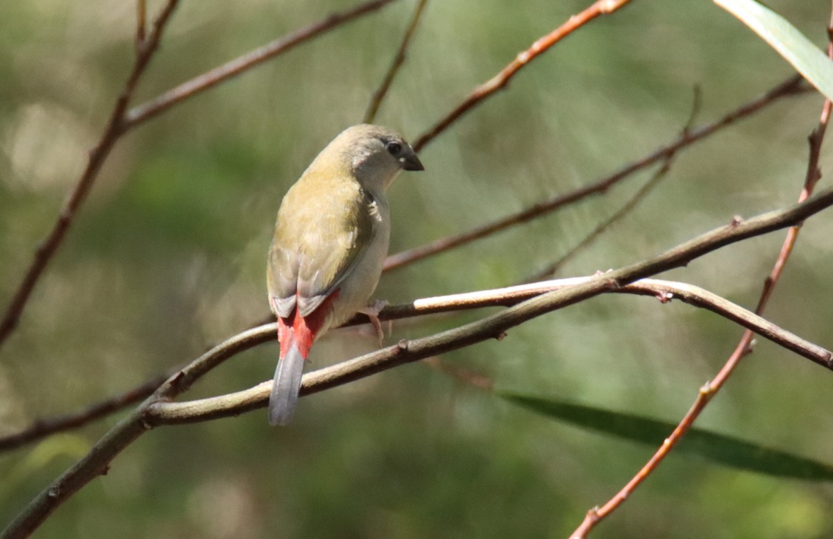 Red-browed Firetail - ML647117446