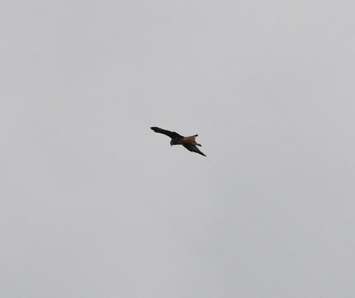 Red Kite (Red) - ML647117471