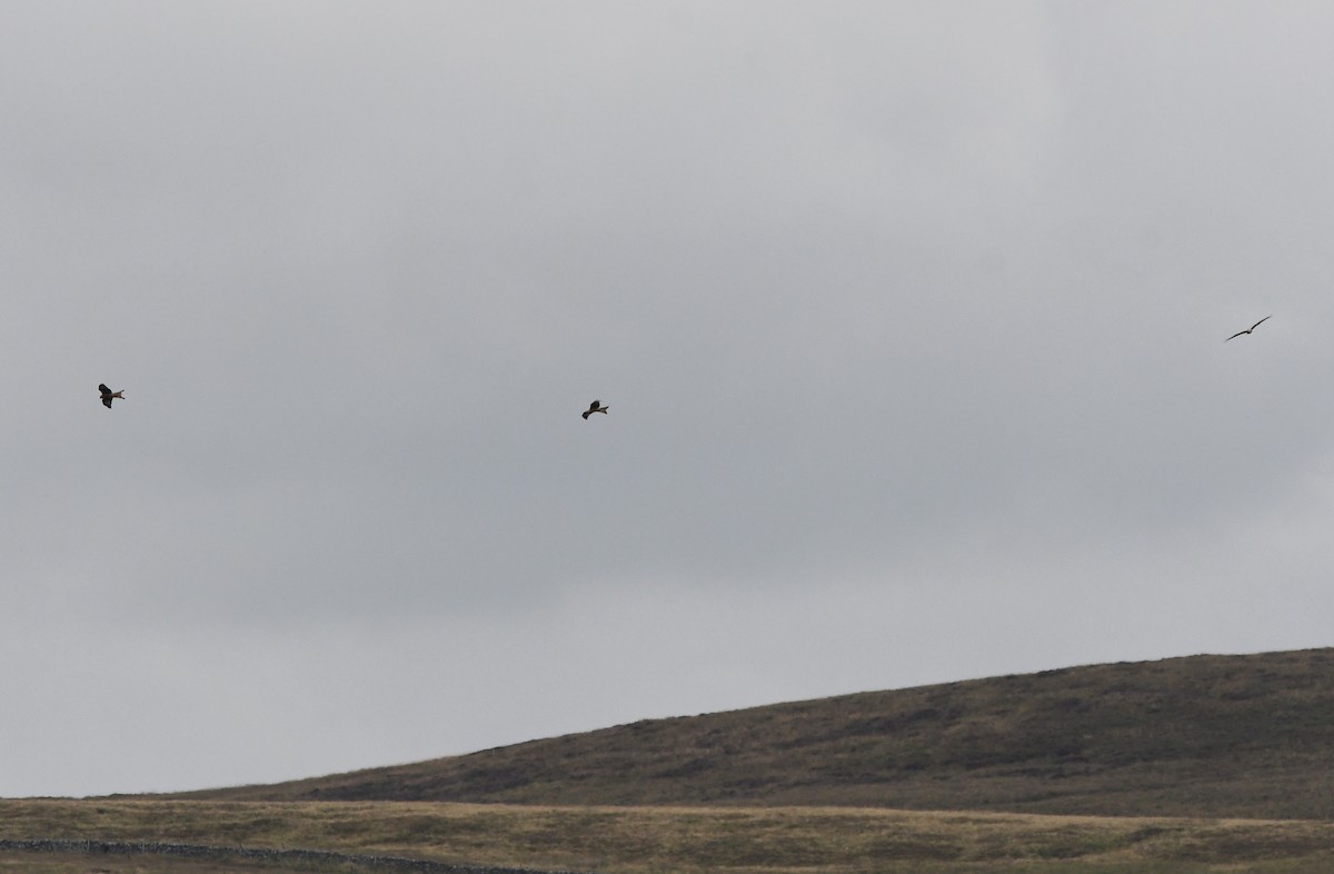 Red Kite (Red) - ML647117472