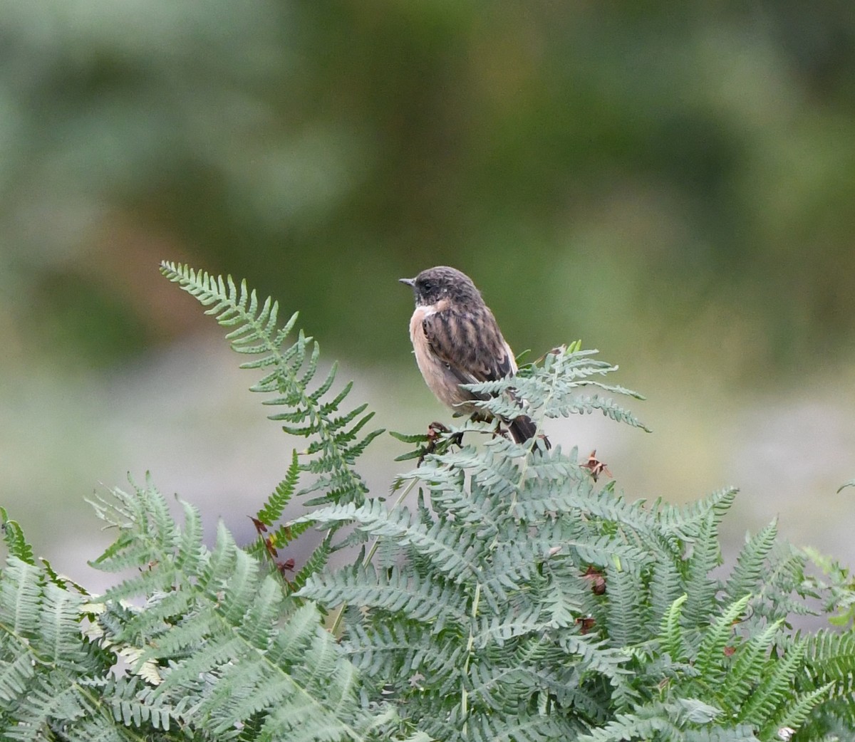 European Stonechat - ML647117473
