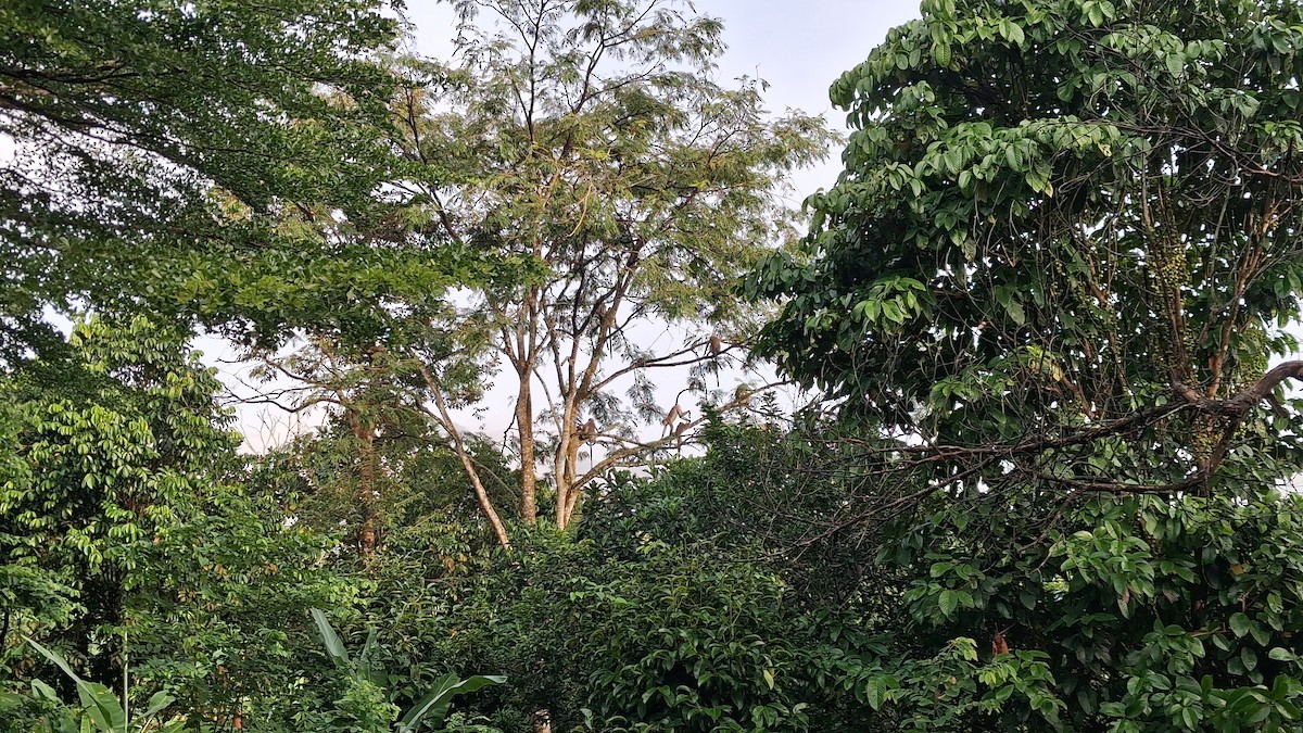 Animals - ML647117474