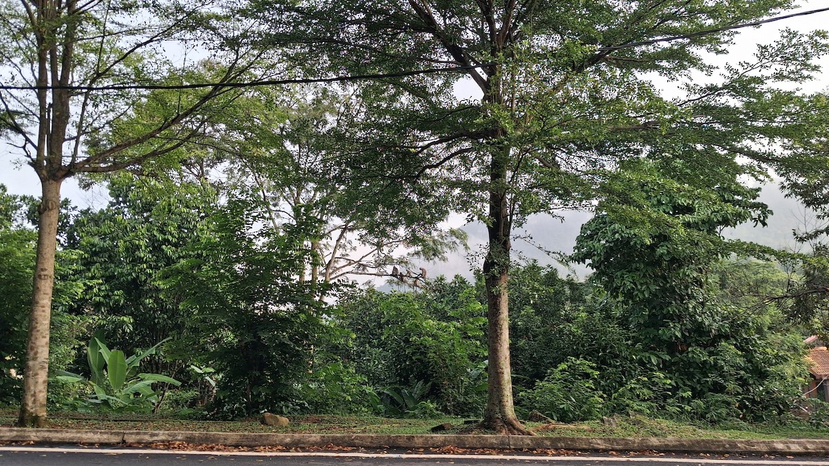 Animals - ML647117475