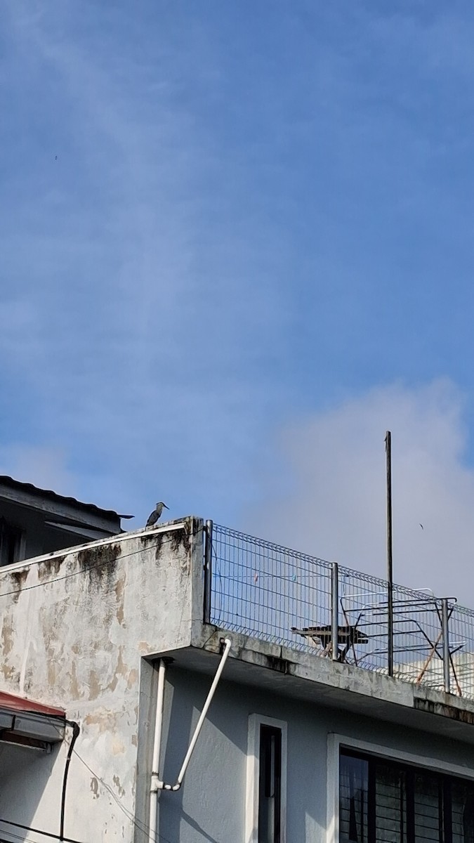 Black-crowned Night Heron - ML647117484