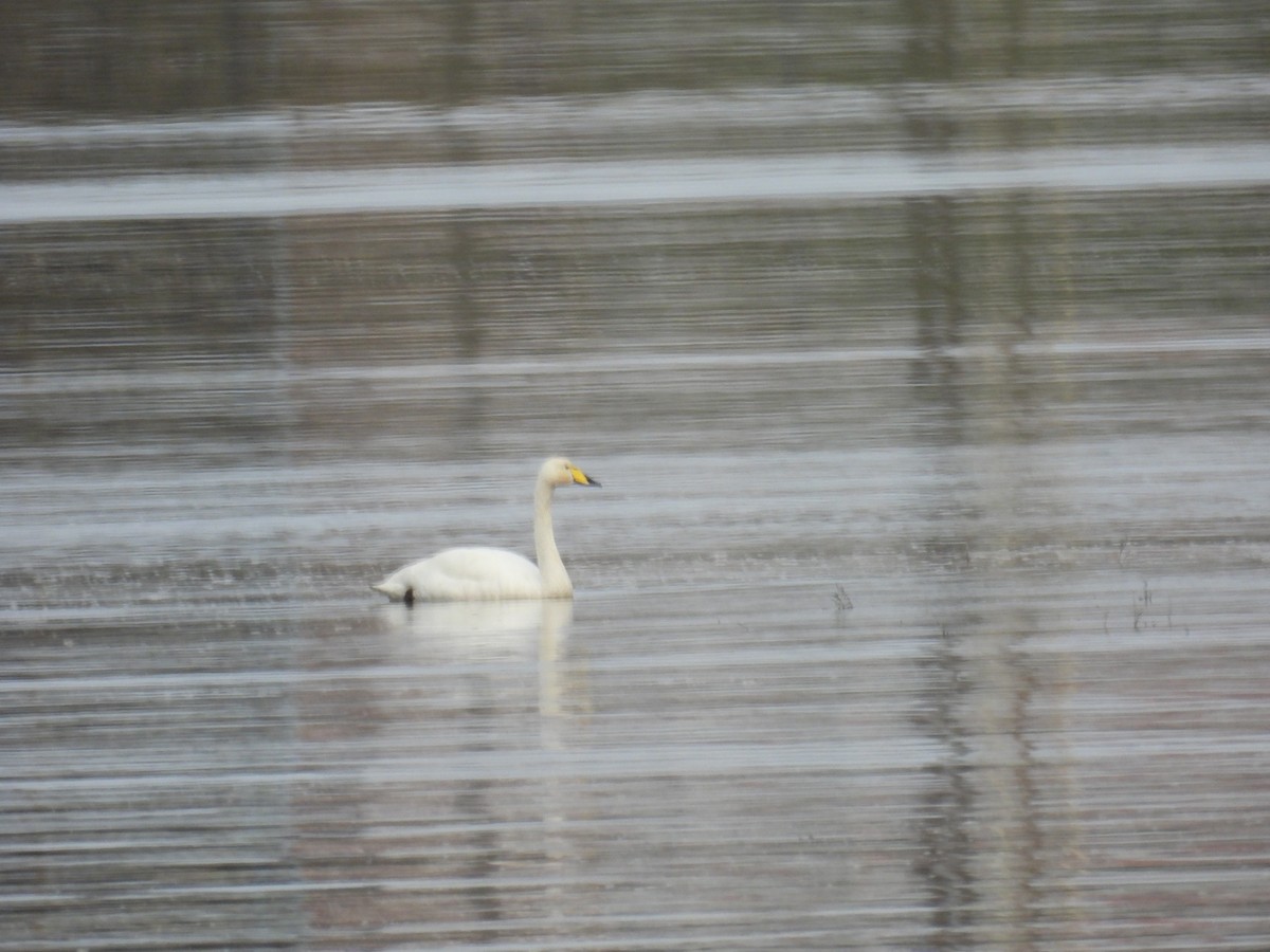 Whooper Swan - ML647117489
