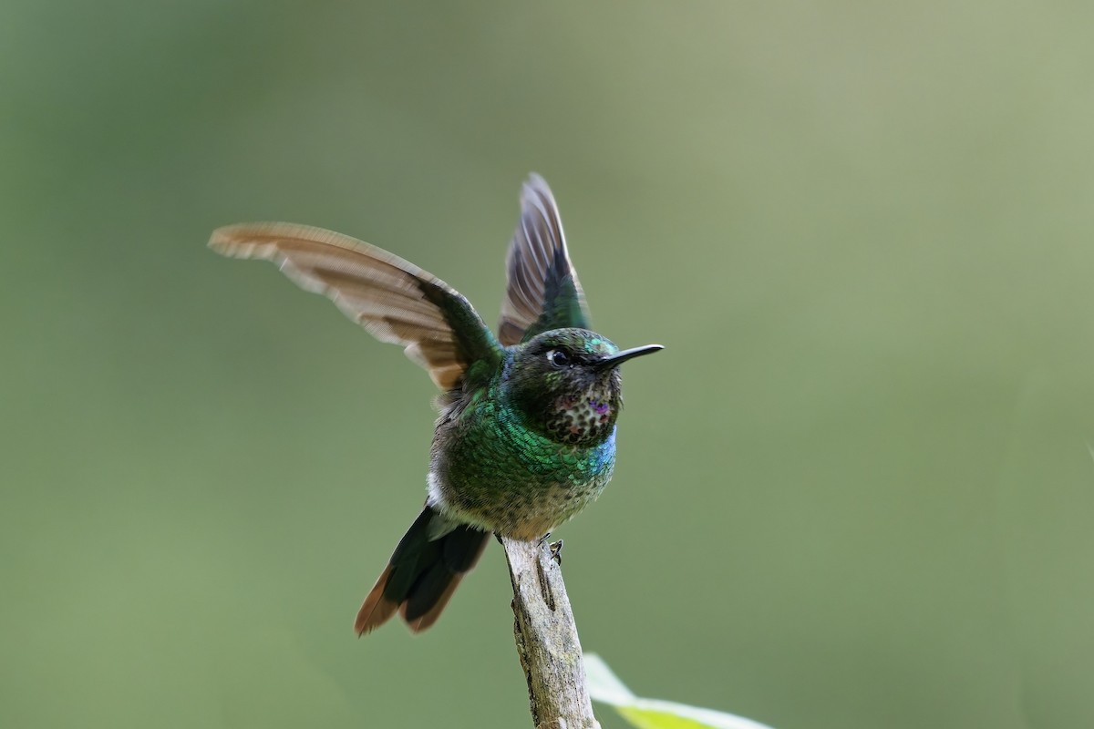 Tourmaline Sunangel - ML647117490